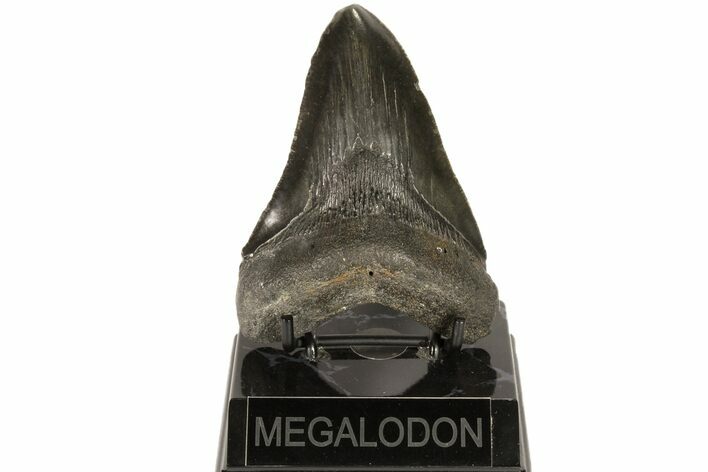 Fossil Megalodon Tooth - Georgia #80058